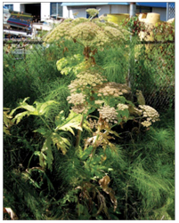 Giant Hogweed